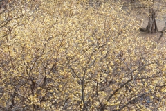 宝登山 020 (1024x768)